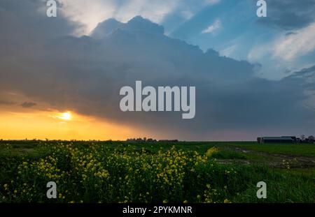 The sun sets under a storm cloud with a field of yellow flowering rapeseed in the foreground Stock Photo