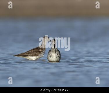 Two Lesser Yellowlegs wading through a body of water in a peaceful setting Stock Photo