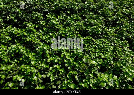 Lush green wall with sprouted leaves for environmental or sustainability concept Stock Photo