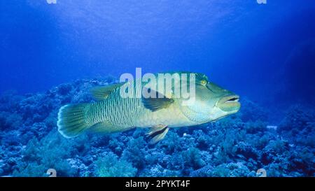 Photographed in the Red Sea, the humphead wrasse is found on the coral reefs of Indo-Pacific region. It is also known as the Napoleon wrasse. Stock Photo