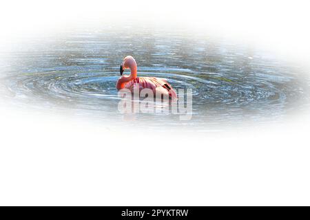 Flamingo swimming on a lake isolated, for editing. pink red bird. Elegant plumage. Tropical bird. single Stock Photo