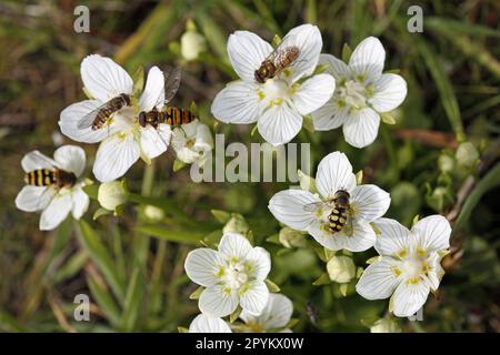 Hoverflies feeding on Grass of Parnassus Stock Photo