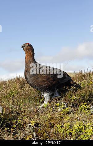Red Grouse Stock Photo