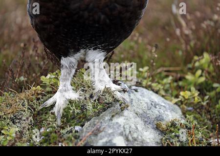 Red Grouse showing feet Stock Photo