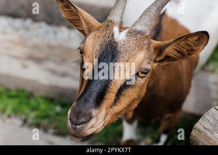 American Pygmy, Cameroon goat standing near wooden fence on green grass, close up detail. Stock Photo