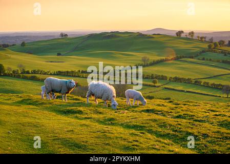 Ireland countryside with sheep grazing on landscape Stock Photo