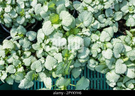 Spotted Dead-nettle, Lamium maculatum 'White Nancy', Pruhonice, Czech Republic, April 27, 2023. (CTK Photo/Libor Sojka) Stock Photo