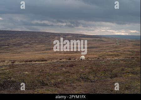 Sheep on the moors of the North Pennines. Cloudy, murky day. County Durham. Landscape, views. Stock Photo
