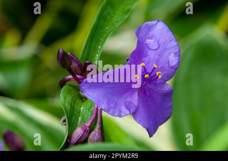 Sydney Australia, raindrops on a purple flower of a tradescantia virginiana or virginia spiderwort Stock Photo