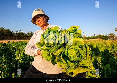 agricultora en un campo de cultivo, Sant Jordi, municipio de Palma , mallorca, islas baleares, spain, europa Stock Photo
