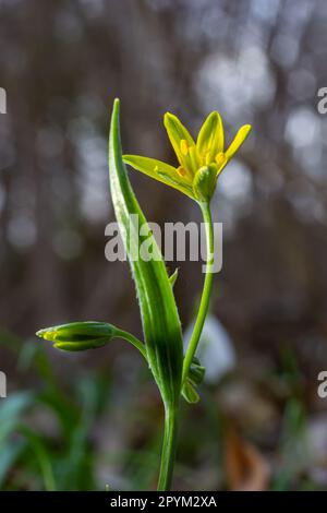 Wild flower Gagea lutea in the forest. Known as Yellow Star-of-Bethlehem. Yellow blooming flower in spring. Stock Photo