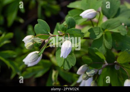 Rue Anemone in a spring forest on a sunny day. White flowers blooming on a background of green leaves.