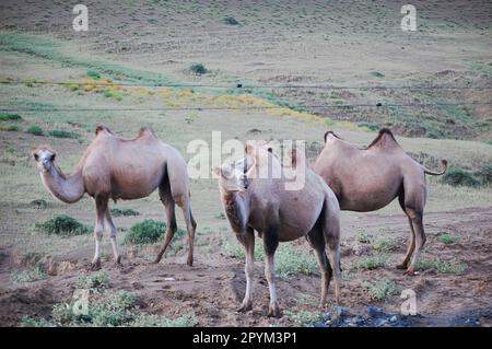 A group of camels grazing on lush green grass in a sunlit open field Stock Photo