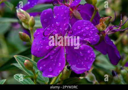 Sydney Australia, raindrops on purple flowers of a tibouchina urvilleana or lasiandra Stock Photo