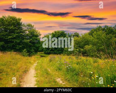 path through meadow in to the forest. beech trees beneath a sky with clouds in evening light Stock Photo
