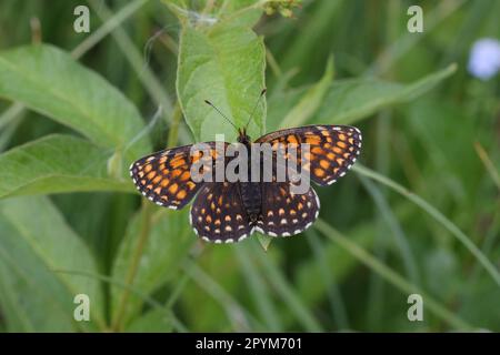 Melitaea diamina false heath fritillary, is a butterfly of the family Nymphalidae. Stock Photo