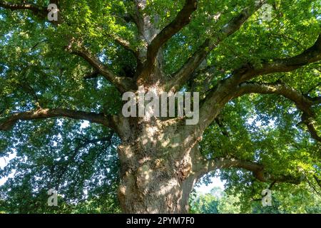 Mature large oak tree in full leaf Stock Photo