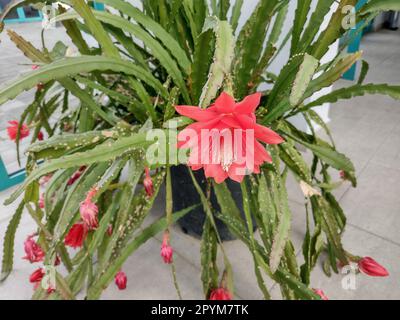 velvet calathea Calathea 'Velvet Glory' / P14 – Easy Garden Centre