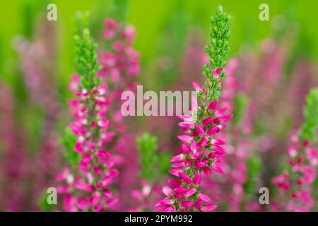 Heidekraut. Close up of Blooming heather Stock Photo