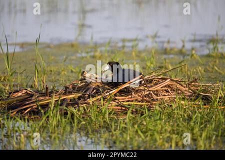 American Coot (Fulica americana) adult, sitting on nest in slough, North Dakota (U.) S. A Stock Photo
