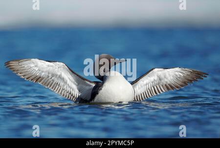 Pacific loon (Gavia pacifica) adult, breeding plumage, flapping wings in water, Nunavut, Canada Stock Photo