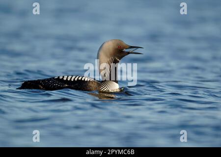 Pacific loon (Gavia pacifica) adult, breeding feather, water foraging, Nunavut, Canada Stock Photo