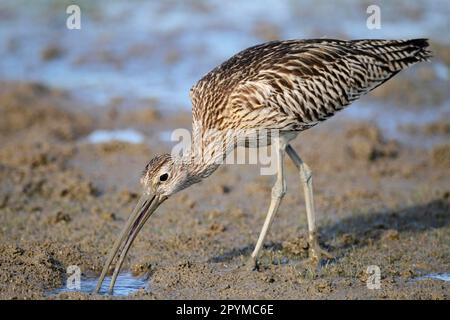 Eurasian Curlew (Numenius arquata) adult, feeding, standing on mud, Mai Po, New Territories, Hong Kong, China Stock Photo