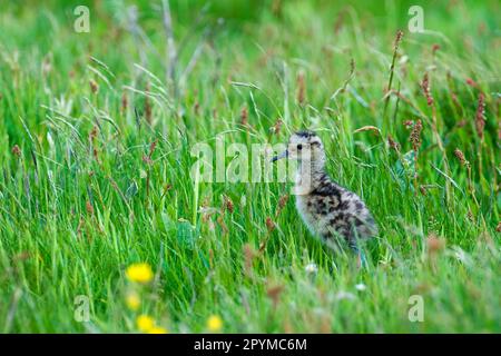 Eurasian Curlew (Numenius arquata) chick, standing in grass, Shetland Islands, Scotland, United Kingdom Stock Photo