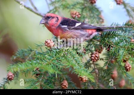 Two-barred Crossbill (Loxia leucoptera) adult male, feeding on hemlock cones (U.) S. A Stock Photo