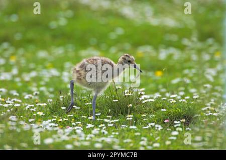 Eurasian Curlew (Numenius arquata) chick, walking amongst daisies, Mainland, Shetland Islands, Scotland, United Kingdom Stock Photo