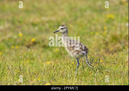 Eurasian Curlew (Numenius arquata) chick, walking, Mainland, Shetland Islands, Scotland, United Kingdom Stock Photo