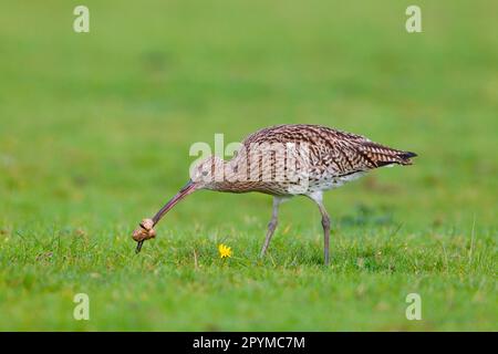 Adult eurasian curlew (Numenius arquata) feeding, lifting Great common puffball (Lycoperdon perlatum) to search for insects inside, Minsmere RSPB Stock Photo