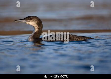 Great Northern Diver (Gavia immer) adult, winter plumage, swimming, Norfolk, England, United Kingdom Stock Photo