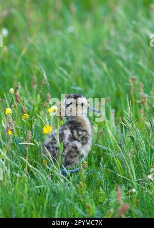 Eurasian curlew (Numenius arquata), Curlews, Animals, Birds, Waders, Eurasian Curlew chick, standing in grass, Shetland Islands, Scotland, United Stock Photo