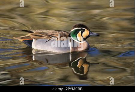 Nettion formosum, Baikal Teal, Baikal Duck, Glaucous Duck, Ducks, Geese, Animals, Birds, Baikal Teal (Anas formosa) adult male, swimming Stock Photo