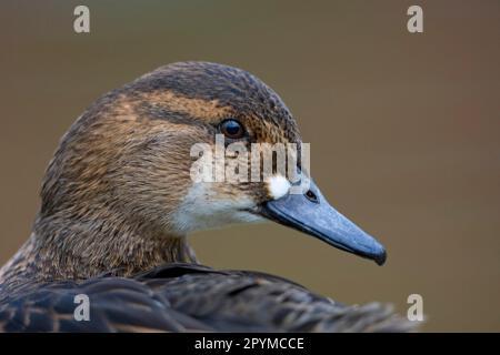 Nettion formosum, Baikal Teal, Baikal Duck, Glaucous Duck, Ducks, Geese, Animals, Birds, Baikal Teal (Anas formosa) adult female, close-up of head Stock Photo