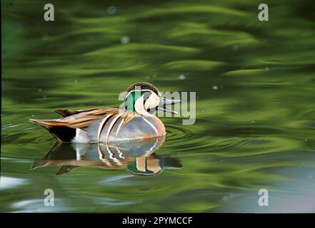 Nettion formosum, Baikal Teal, Baikal Duck, Glaucous Duck, Ducks, Goose Birds, Animals, Birds, Baikal Teal (Anas formosa) Drake swimming, calling Stock Photo