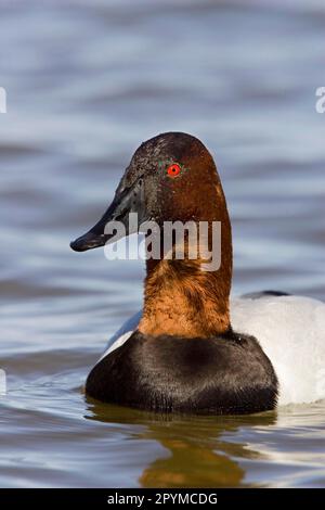 Canvasback (Aythya valisineria) adult male, close-up of head, swimming (U.) S. A Stock Photo