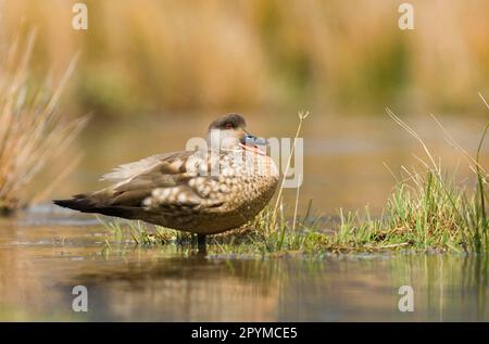 Crested Duck (Lophonetta specularioides) adult, calling, standing in water, Tierra del Fuego, Argentina Stock Photo