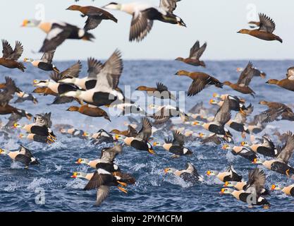 King Eider (Somateria spectabilis) and Common Eider (Somateria mollissima) flock, in flight, taking off from sea, Varanger Fjord, Norway Stock Photo