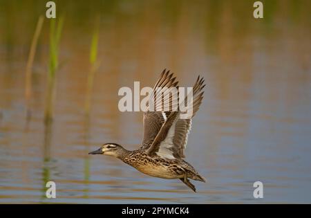 Garganey (Anas querquedula) adult female, in flight over water, Norfolk, England, United Kingdom Stock Photo