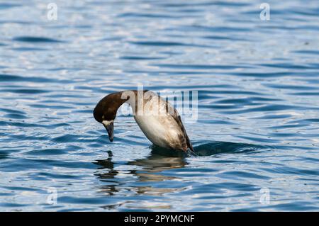 Greater greater scaup (Aythya marila) adult female, dive sequence (two of four), Hokkaido, Japan, winter Stock Photo
