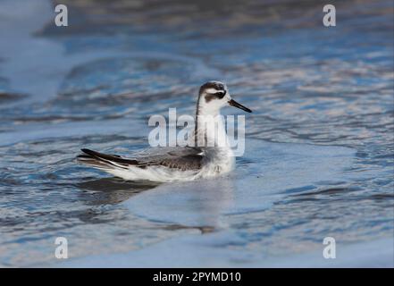 Grey Phalarope (Phalaropus fulicarius) immature, first winter plumage, swimming at sea, Waxham, Norfolk, England, United Kingdom Stock Photo