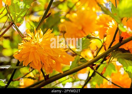 yellow Chinese roses lit by the sun outside, seasons. back to school soon Stock Photo