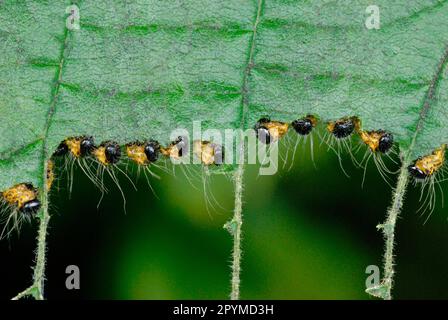 Moonbird, Moonspot, buff-tips (Phalera bucephala), Insects, Moths, Butterflies, Animals, Other Animals, Buff-tipped caterpillars, collectively Stock Photo