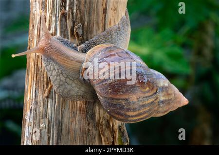Big agate snail, East African giant snail (Achatina fulica), Big kalutara snails, East African giant snails, Other animals, Snails, Animals, Molluscs Stock Photo