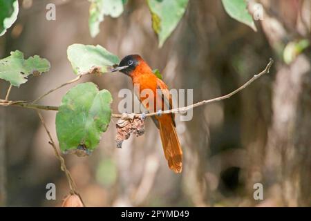 Black-headed Paradise-flycatcher (Terpsiphone rufiventer) adult female, perched on twig, Gambia Stock Photo