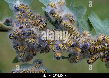 Moonbird, Moonspot, buff-tips (Phalera bucephala), Insects, Moths, Butterflies, Animals, Other animals, Buff-tipped caterpillars, group feeding on Stock Photo