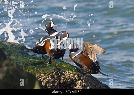 Harlequin Duck (Histrionicus histrionicus) three adult males, squabbling on coastal rock, New Jersey (U.) S. A. winter Stock Photo