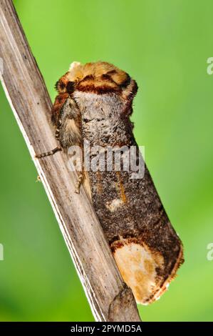 Moonbird, Moonspot, buff-tips (Phalera bucephala), Insects, Moths, Butterflies, Animals, Other animals, Buff-tip adult, resting on reed stem, Priory Stock Photo